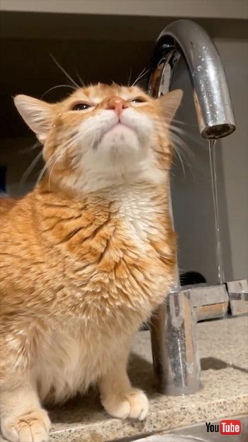 水を飲むのが下手な猫と見守る猫