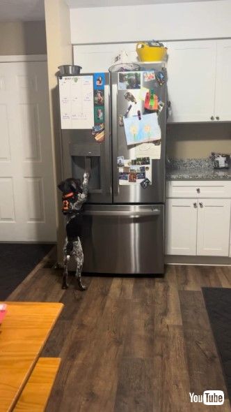 製氷機に前足をのばす犬