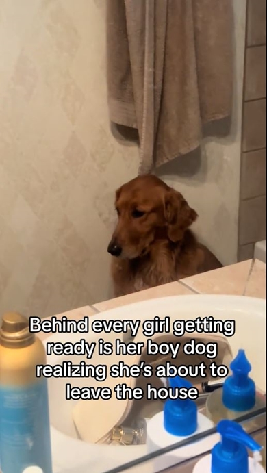 犬の癒やし動画