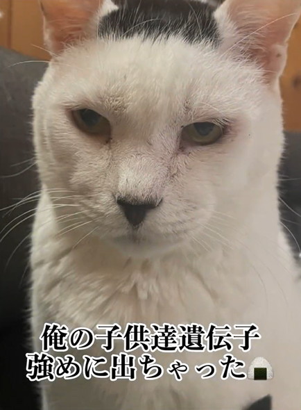 海苔柄の猫