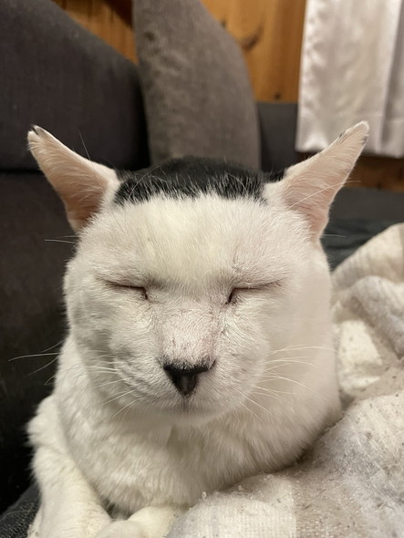 目を閉じてる猫ちゃん
