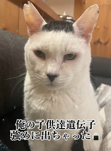 海苔柄の猫
