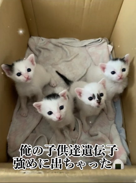 海苔柄の猫子ども達