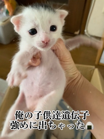 海苔柄の猫子ども