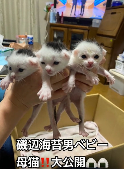 海苔柄の猫子ども達