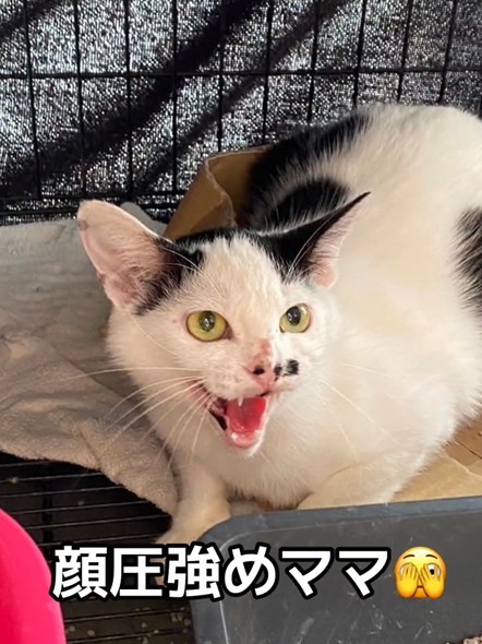 顔圧強めママ