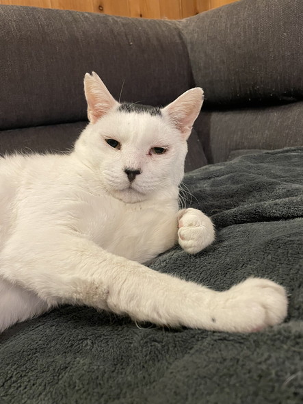 眠そうな猫ちゃん