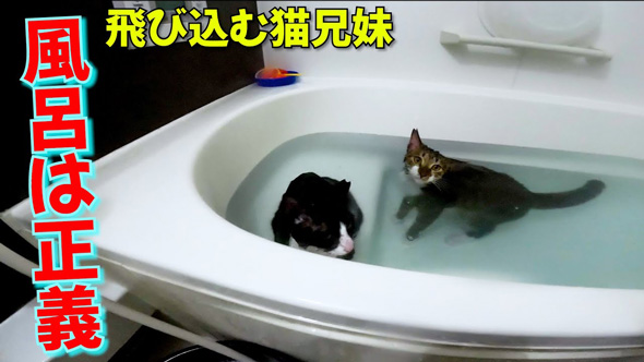 お風呂大好きな保護猫2匹
