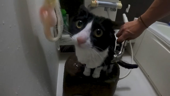 お風呂大好きな保護猫2匹