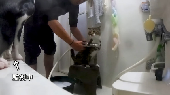 お風呂大好きな保護猫2匹
