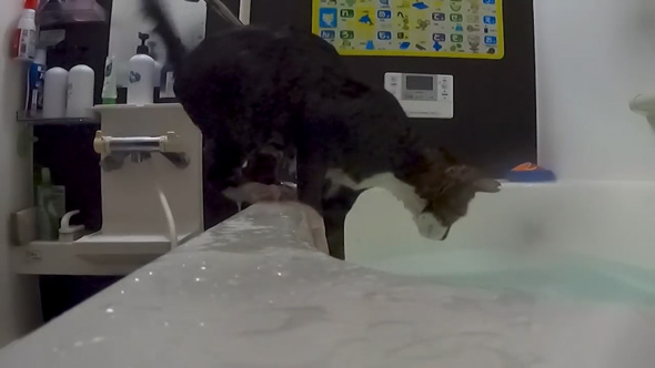 お風呂大好きな保護猫2匹