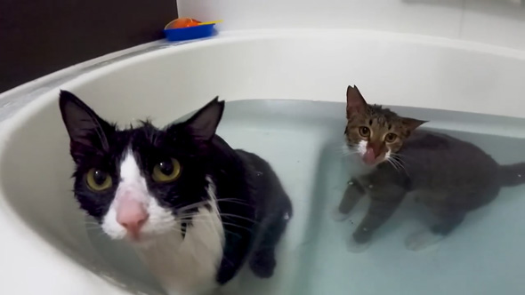 お風呂大好きな保護猫2匹