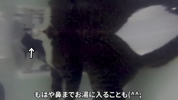 お風呂大好きな保護猫2匹