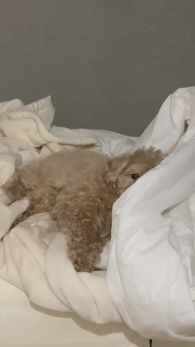 布団の上で横になっているワンコ