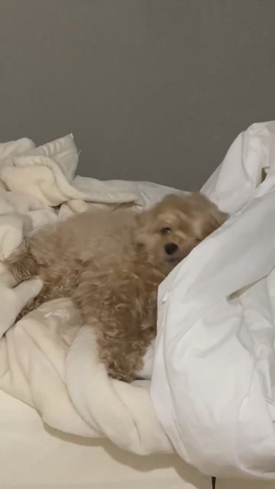 布団の上で横になっているワンコ