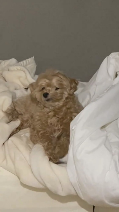 布団の上で横になっているワンコ