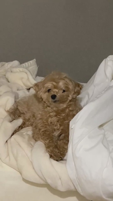 布団の上で横になっているワンコ