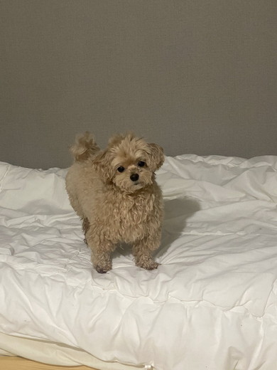 首をかしげるワンコ