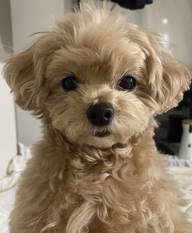 ぱっちり目のワンコ