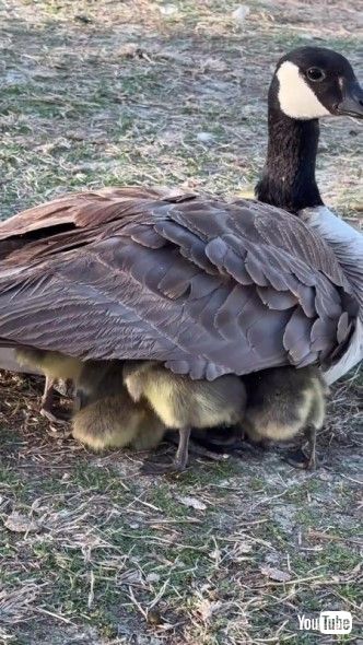 カナダガンの親子