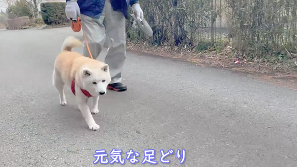 人間みたいな行動をする柴犬