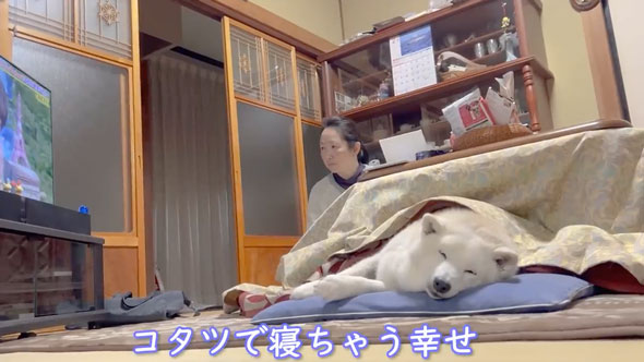 人間みたいな行動をする柴犬