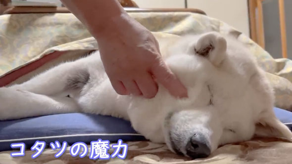 人間みたいな行動をする柴犬