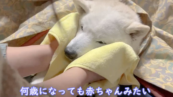 人間みたいな行動をする柴犬