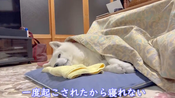 人間みたいな行動をする柴犬