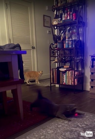 電気を点ける子猫