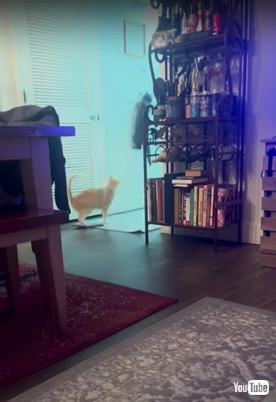 電気を点ける子猫