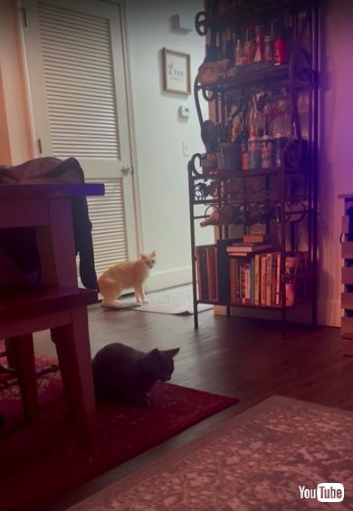 電気を点ける子猫