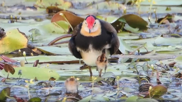 親鳥と雛鳥たち