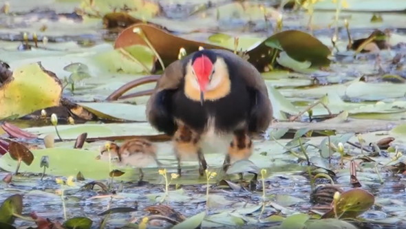 親鳥と雛鳥たち