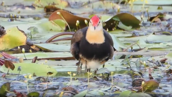親鳥と雛鳥たち