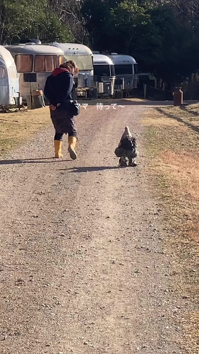 ママと一緒に散歩に出かけるニワトリ