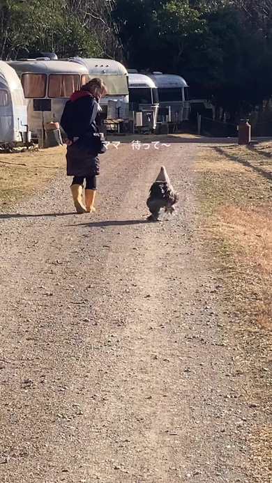 ママを追いかけるニワトリ