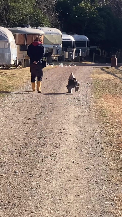 ママと並ぶニワトリ