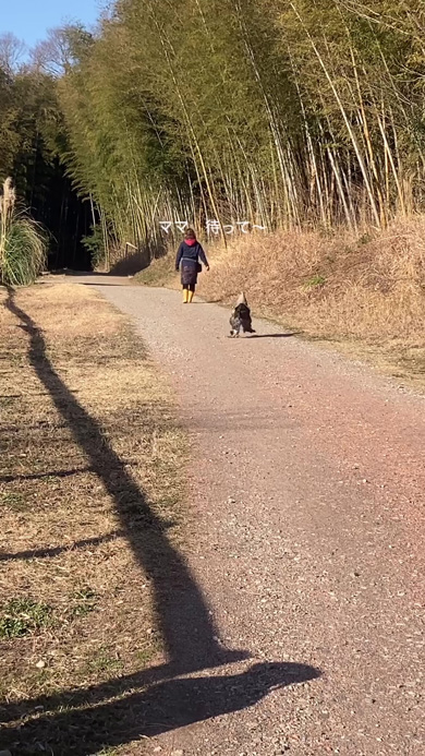 ママの後ろを歩くニワトリ
