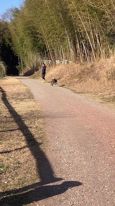 ダッシュするニワトリ