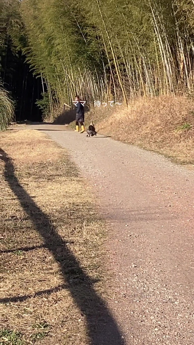 ママに追いつくニワトリ