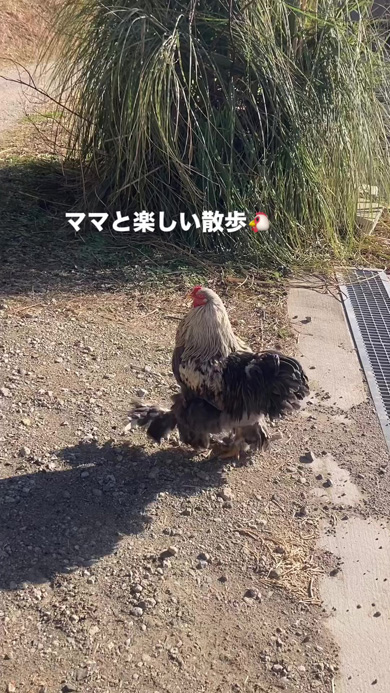 もふもふを見せつけるニワトリ