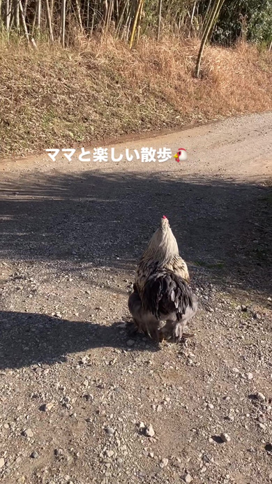 ニワトリの後ろ姿