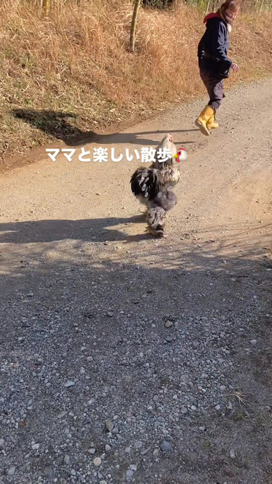 ママと散歩するニワトリ