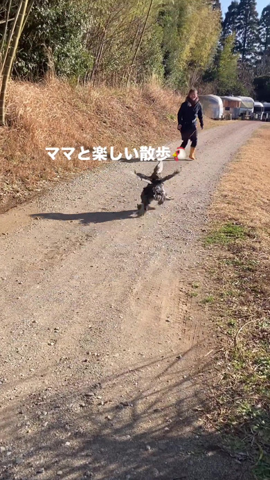 羽を広げて追いかけるニワトリ