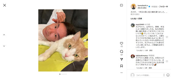 山内健司・猫犬専用Instagram