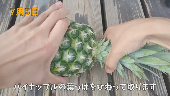 パイナップルの葉っぱをひねって取ります