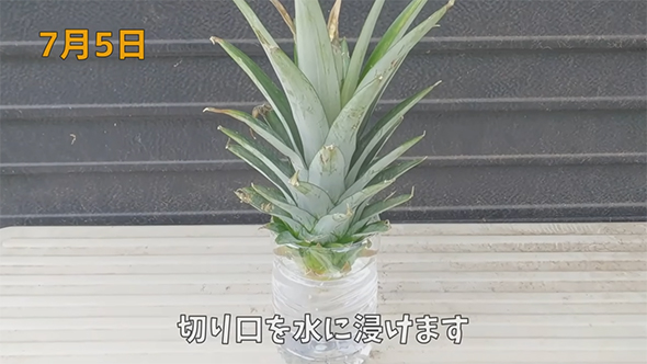 切り口を水につけます