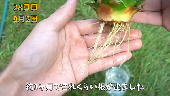 根が出ました