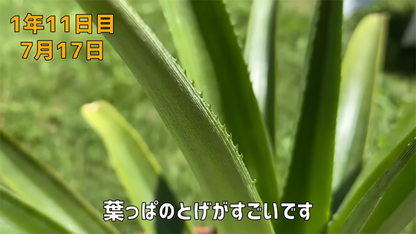 1年11日目